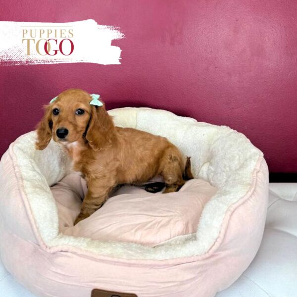Dashhund puppies for sale Miami F Red/Gold #8047 - Image 2