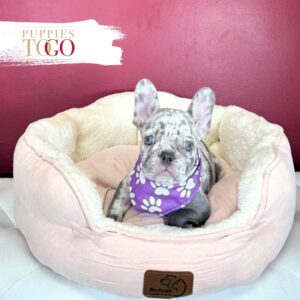 French Bulldog Puppies Miami M Lilac Merle #8366