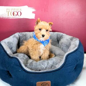 Mini Schnauzer puppies for sale Miami M Red #3051