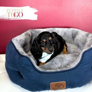 Dachshund Puppies Miami Sale M Black/Tan #1365