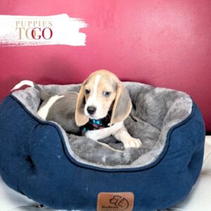 Beagle Puppies for Sale M Blue/White #7765