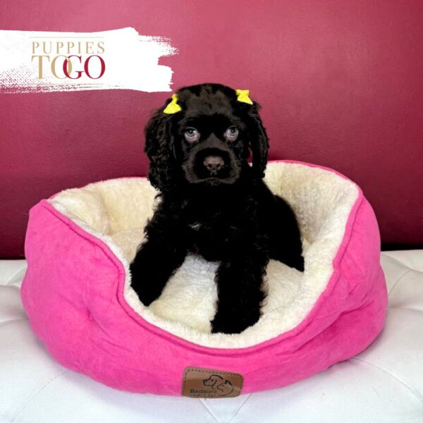 Cocker Spaniel Puppies For Sale Miami F Chocolate #7657 - Image 4