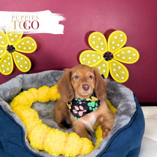 Dashhund puppies for sale miami M Red/Chocolate #2279 - Image 2