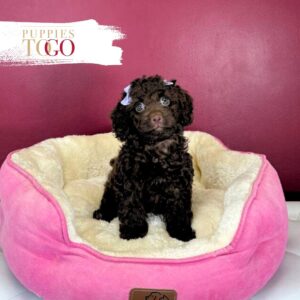 Cockapoo Puppies For Sale Miami F Chocolate #4502