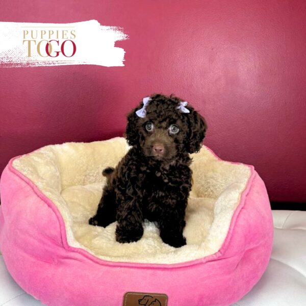 Cockapoo Puppies For Sale Miami F Chocolate #4502 - Image 2