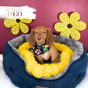 Dashhund puppies for sale miami M Red/Chocolate #2279