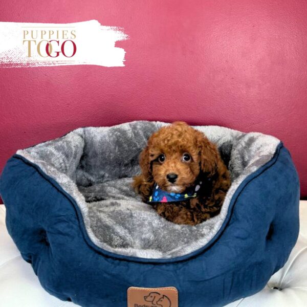 Mini GoldelDoodle Puppies Sale Miami M Red #0042 - Image 3