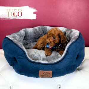 Mini GoldelDoodle Puppies Sale Miami M Red #0042