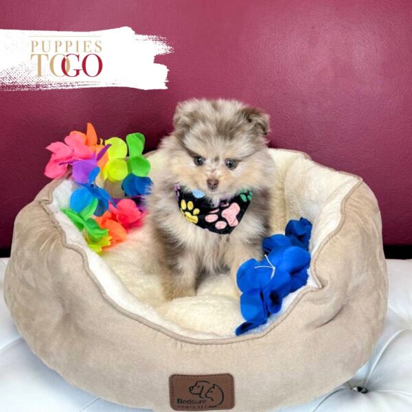 Pomeranian puppies sale Miami M Chocolate Merle #8811