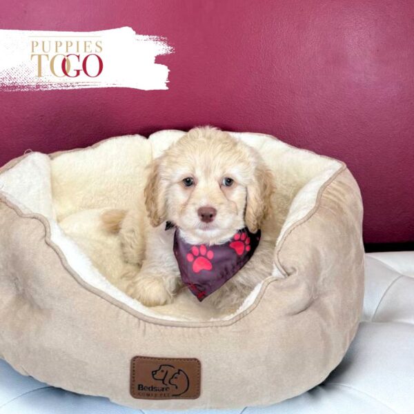 Cockapoo Puppies For Sale Miami M Apricot #4506 - Image 2