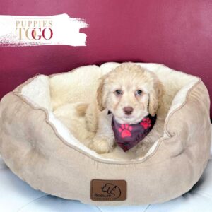 Cockapoo Puppies For Sale Miami M Apricot #4506