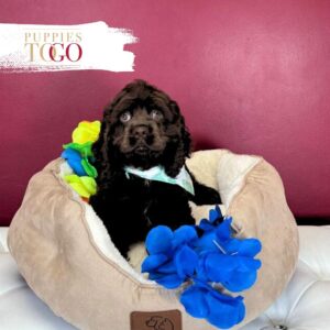Cocker Spaniel Puppies For Sale Miami M Chocolate #4746