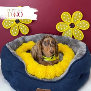 Dashhund puppies for sale miami M Chocolate dapple #1754