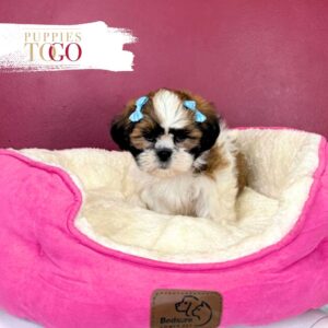 Shih Tzu for sale at Puppies F Brown/White #8855