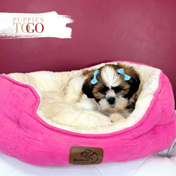 Shih Tzu for sale at Puppies F Brown/White #8855 - Image 2