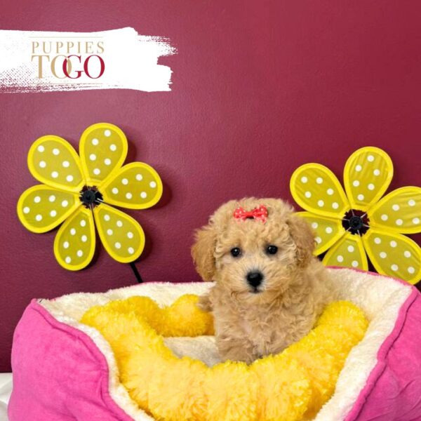 Bichopoo Puppies for Sale F Apricot #2965 - Image 3