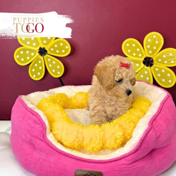 Bichopoo Puppies for Sale F Apricot #2965 - Image 2