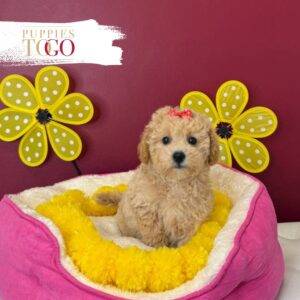 Bichopoo Puppies for Sale F Apricot #2965