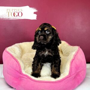 Cocker Spaniel puppies sale Miami F Chocolate #5129