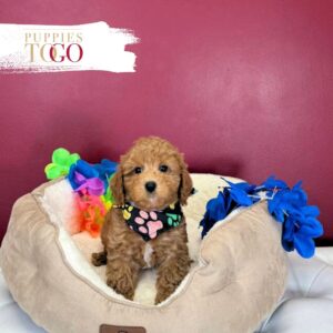 Poodle Puppies for Sale Miami  M Red #9547