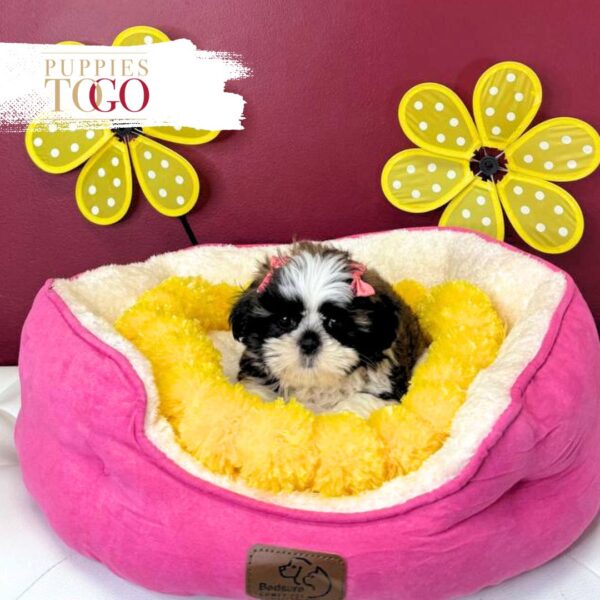 Shih Tzu Puppies For Sale Gold/White F Brindle/White #5159 - Image 2