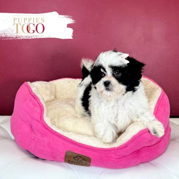 Malshi Puppies for Sale Miami F White/Black #5121 - Image 2