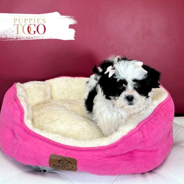 Malshi Puppies for Sale Miami F White/Black #5121 - Image 3