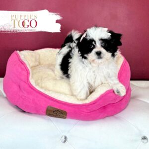 Malshi Puppies for Sale Miami F White/Black #5121