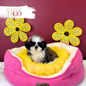 Shih Tzu Puppies For Sale Gold/White F Brindle/White #5159