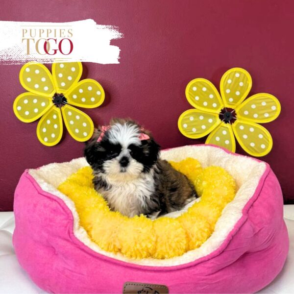 Shih Tzu Puppies For Sale Gold/White F Brindle/White #5159