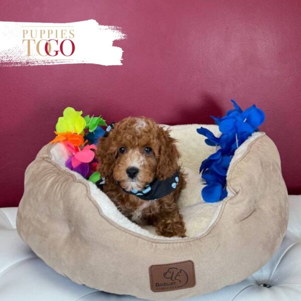 Cockapoo Puppies M Red/white #6359