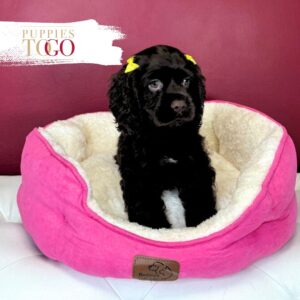 Cocker Spaniel Puppies For Sale Miami F Chocolate #7657