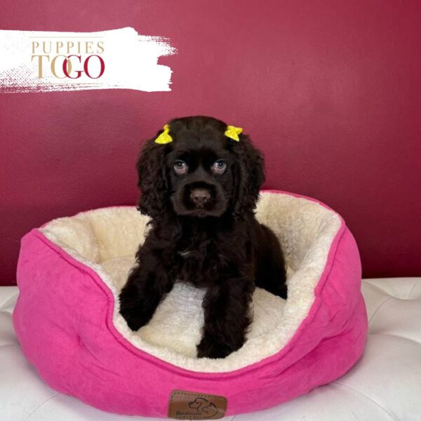 Cocker Spaniel Puppies For Sale Miami F Chocolate #7657 - Image 2
