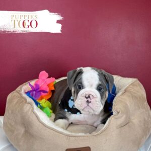 English Bulldog Puppies For Sale M Blue Tri #1125