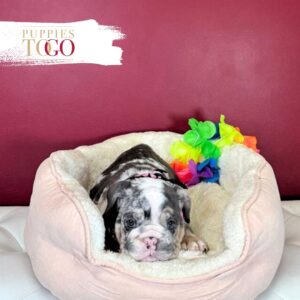 English Bulldog Puppies For Sale F Blue Tri Merle #1112