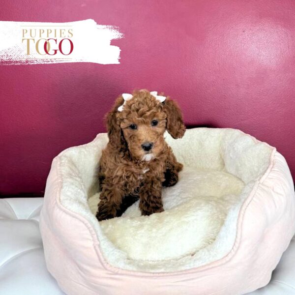Cockapoo Puppy for Sale in Miami F Red #1718 - Image 2