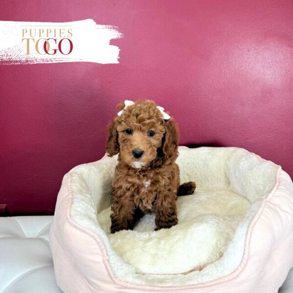 Cockapoo Puppy for Sale in Miami F Red #1718 - Image 3