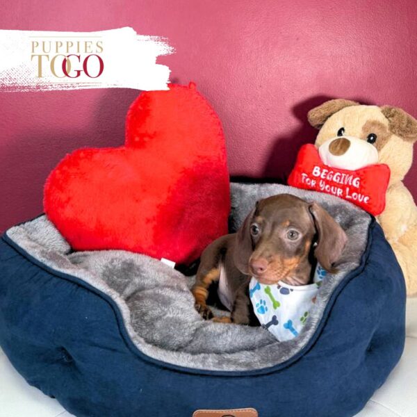 Dashhund puppies for sale miami M Chocolate/Tan #3448 - Image 3
