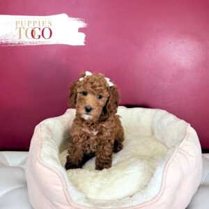 Cockapoo Puppy for Sale in Miami F Red #1718