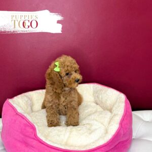 Cockapoo Puppies For Sale Miami F Red/White #1722