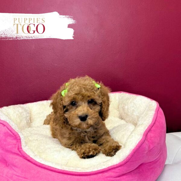 Cockapoo Puppies For Sale Miami F Red/White #1722 - Image 2