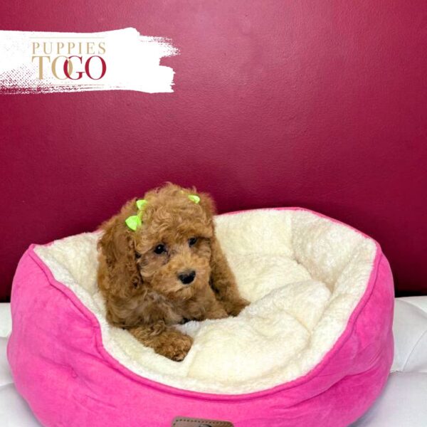 Cockapoo Puppies For Sale Miami F Red/White #1722 - Image 3