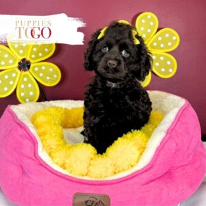 Cocker Spaniel puppies sale Miami F Chocolate #3792