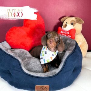 Dashhund puppies for sale miami M Chocolate/Tan #3448