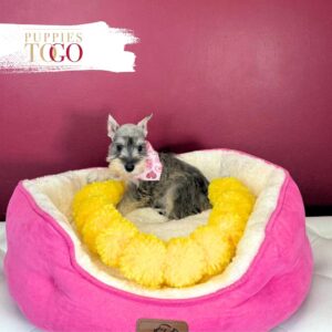 Mini Schnauzer puppies for sale Miami F Salt/Pepper #5261