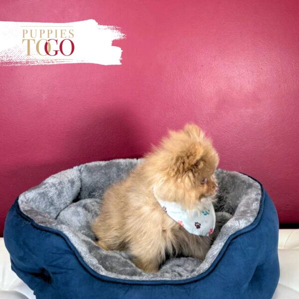 Pomeranian puppies sale Miami M Beaver/Tan #8481 - Image 2