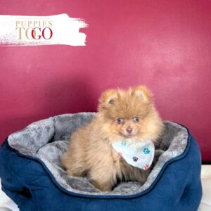 Pomeranian puppies sale Miami M Beaver/Tan #8481