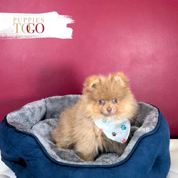 Pomeranian puppies sale Miami M Beaver/Tan #8481