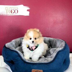 Pomeranian puppies sale Miami M Light Orange Parti #8463