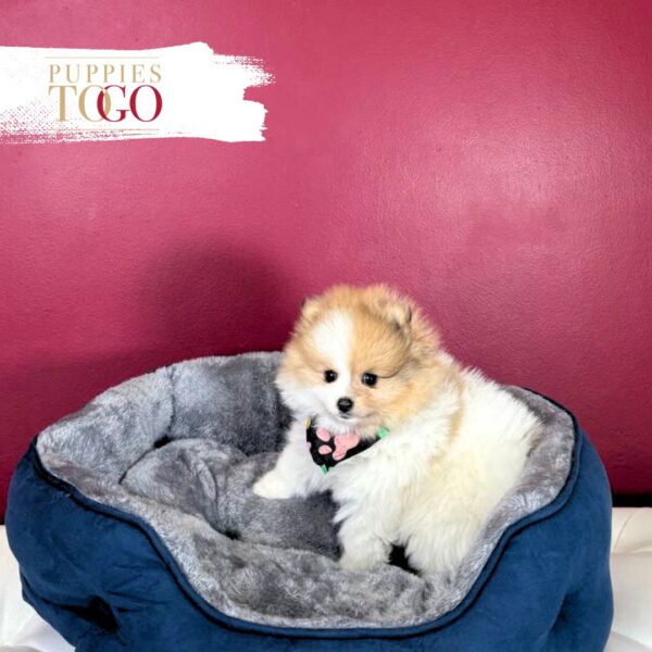 Pomeranian puppies sale Miami M Light Orange Parti #8463 - Image 4